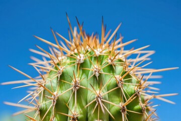 Close up view of agave cactus showcasing intricate spines under bright sunny conditions, Close up of agave cactus with tilt up on a sunny day