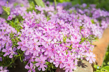Lush carpet of purple creeping phlox (Phlox subulata) in full bloom with delicate star-shaped flowers featuring pink centers, creating a stunning ground cover in a sunny garden setting.