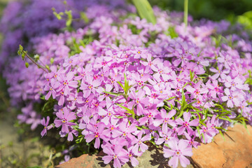 Obraz premium Lush carpet of purple creeping phlox (Phlox subulata) in full bloom with delicate star-shaped flowers featuring pink centers, creating a stunning ground cover in a sunny garden setting.