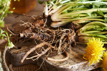 Fresh dandelion root on a table - ingredient for herbal tincture