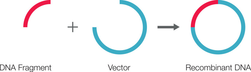Gene DNA. Gene Cloning Plasmids and Recombinant. vector illustration.