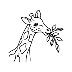 giraffe eating leaves icon, giraffe eating leaves vector illustration-simple illustration of giraffe eating leaves, perfect for giraffe eating leaves logos and icons