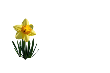 A vibrant daffodil blooms bravely amidst snowy mountains a symbol of spring s resilience in a