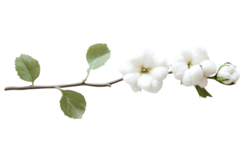 Delicate cotton branch soft white blossoms serene nature scene minimalist aesthetic gentle beauty