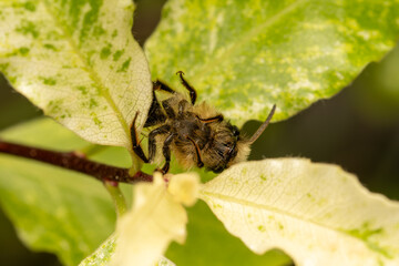 Andrena nitida (abeille solitaire) sur une feuille, prise en macro