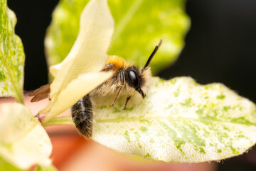 Andrena nitida (abeille solitaire) sur une feuille, prise en macro