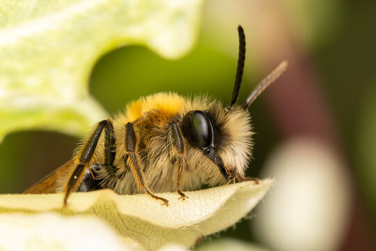 Andrena nitida (abeille solitaire) sur une feuille, prise en macro