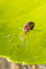 Nigma walckenaeri (araignée) sur une feuille, prise en macro