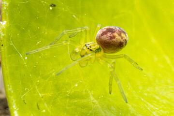 Nigma walckenaeri (araignée) sur une feuille, prise en macro