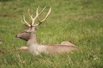 Buck