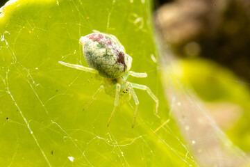 Nigma walckenaeri (araignée) sur une feuille, prise en macro