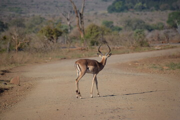 Single impala male viewed from behind in an open Savannah field