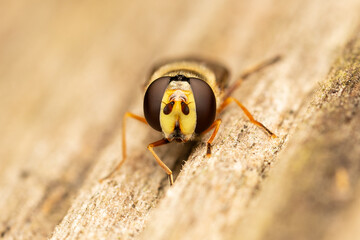 Eupeodes luniger (mouche syrphe) posée sur du bois, macro de l'insecte