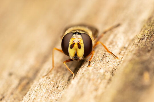 Eupeodes luniger (mouche syrphe) pos&eacute;e sur du bois, macro de l'insecte