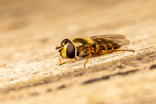 Eupeodes luniger (mouche syrphe) pos&eacute;e sur du bois, macro de l'insecte