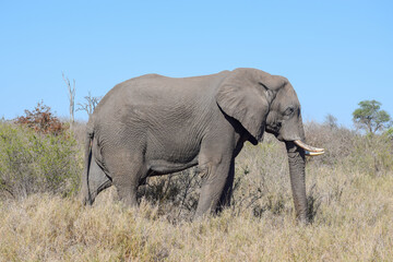 Obraz premium Elephant walking through grassland Savannah field 