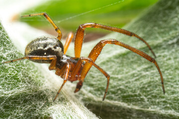 Fototapeta premium Fausse veuve noire (Steatoda nobilis) sur une feuille verte en environnement naturel