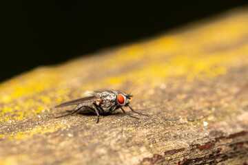 Diptère indéterminé (Diptera indet.) posé sur une pierre en milieu naturel
