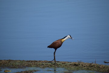 African jacana