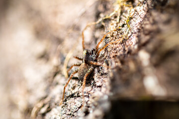 Araignée-loup (Pardosa spec.) sur bois en forêt, parfaitement camouflée dans son habitat naturel