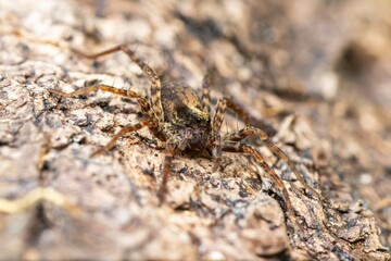 Araignée-loup (Pardosa spec.) sur bois en forêt, parfaitement camouflée dans son habitat naturel