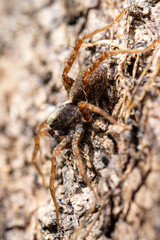 Araignée-loup (Pardosa spec.) sur bois en forêt, parfaitement camouflée dans son habitat naturel