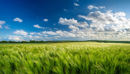 lush green wheat field under bright blue sky with fluffy clouds