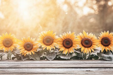 Obraz premium Frost-covered sunflowers in a row on a rustic wooden surface, bathed in soft sunlight.