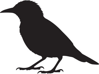 Cape Starling Vector Silhouette