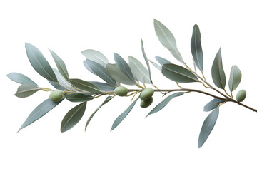 Obraz premium Serene olive branch with delicate leaves and unripe olives soft light simple background