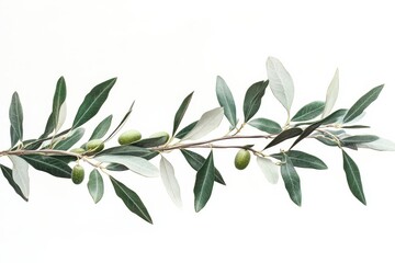 Serene olive branch with ripe olives against a pure white background showcasing nature s simple