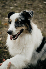 Blue merle Australian Shepherd dog giving paw to a human in a peaceful outdoor setting, fluffy and happy expression.