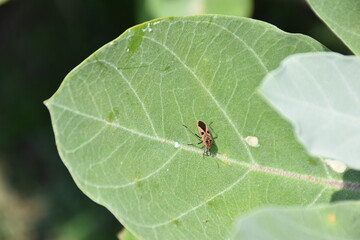Green leaf with visible veins and small blemishes. A striking black and orange insect rests on its surface, adding contrast and texture.