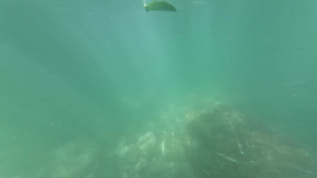 Underwater River Bottom Slow Motion x2 Filmed at 60fps