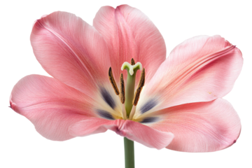 Delicate blush pink tulip blossom soft petals gentle curve elegant bloom pure white background macro