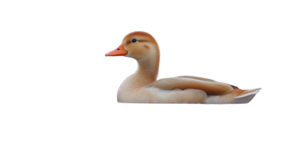 A serene waterfowl with a smooth lightcolored plumage and an orange beak ideal for nature an