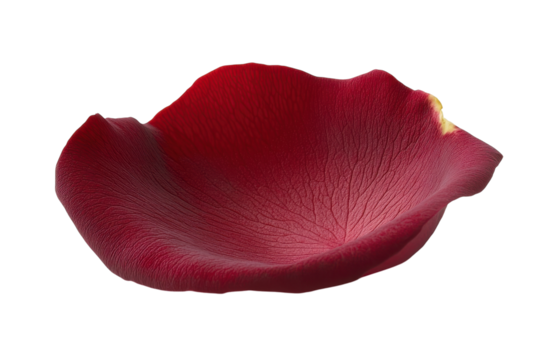 Delicate crimson rose petal softly lit showcasing its rich texture and subtle curves against a pure