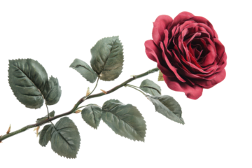A single deep red rose elegantly posed showcases its velvety petals and lush green leaves against a