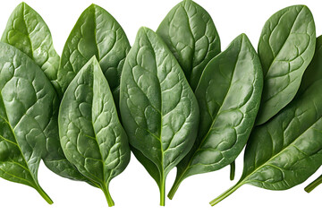Fototapeta premium Fresh Green Spinach Leaves Healthy Food Vegetarian Diet Nature Background Close Up Detail