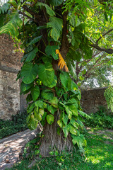 naturaleza, hojas, árbol, huerta, hojas, bosque, primavera, tropical, verano, fábrica, follaje, agricultura, hiedra