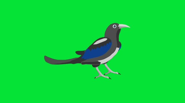 vector illustration of a bird green screen animation video.