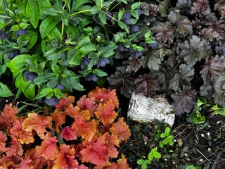 Colorful shade garden closeup of leaves and flowers