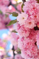Sakura flowers. Sakura branches blooming with pink flowers. Close-up of lush pink flowers on tree branches. Nature background. Spring