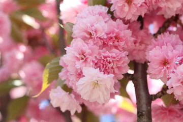 Sakura flowers. Sakura branches blooming with pink flowers. Close-up of lush pink flowers on tree branches. Nature background. Spring