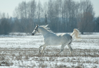 White Tersk horse runs free in winter