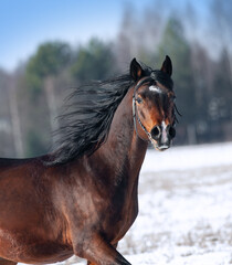 Brown Tersk horse winter portrait closeup in movement