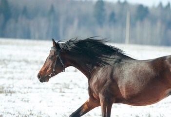 Brown Tersk horse winter portrait closeup in movement