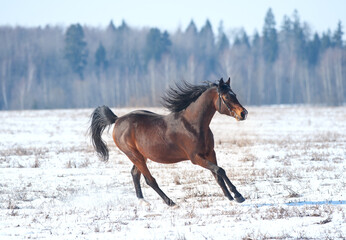 Bay horse runs free in winter