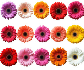 Vibrant gerbera flowers arrangement isolated on transparent background