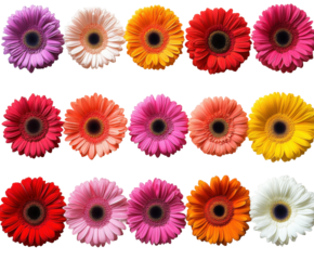 Vibrant gerbera flowers arrangement isolated on transparent background